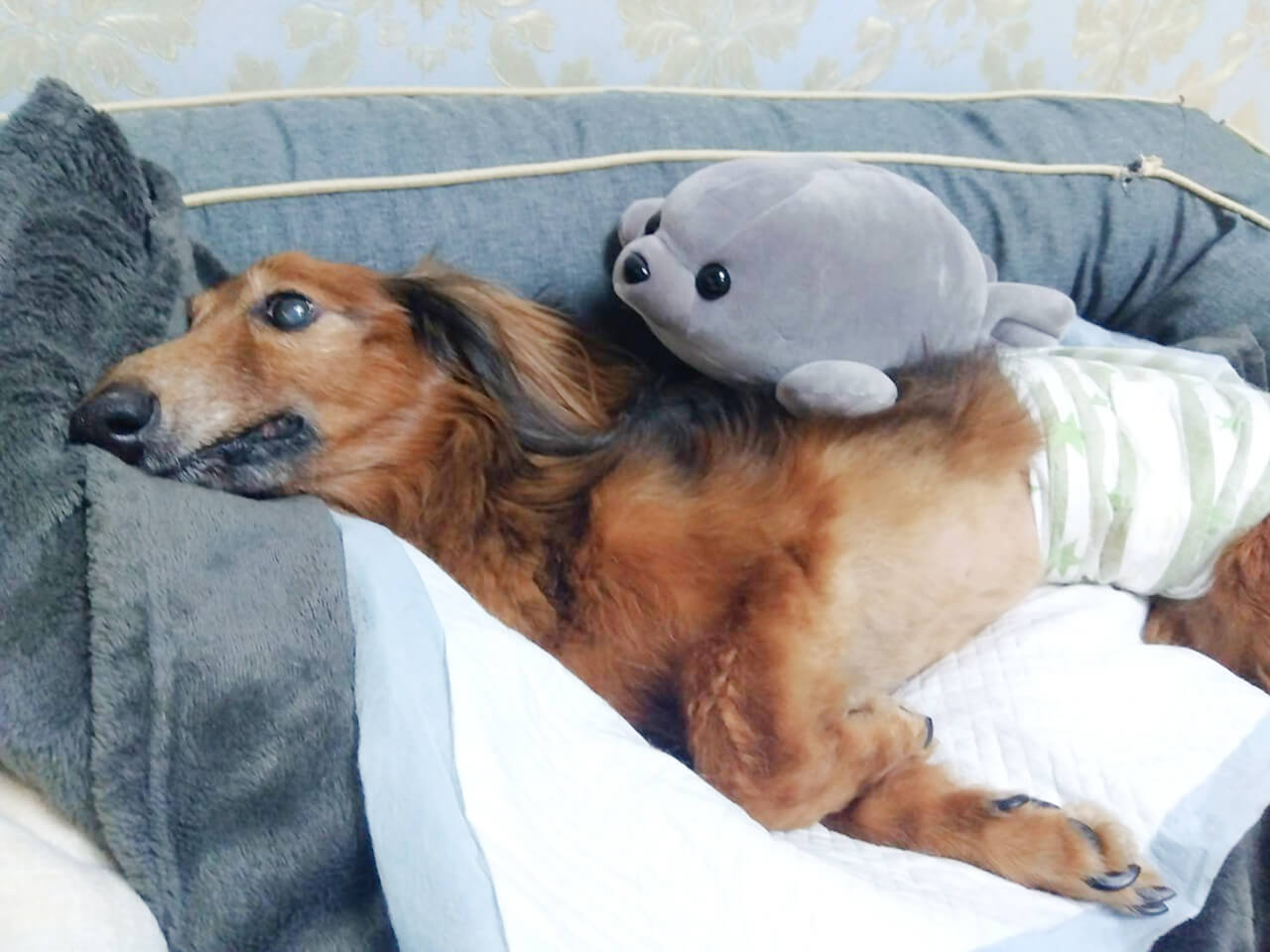 シニアDOGハイム フリータイム