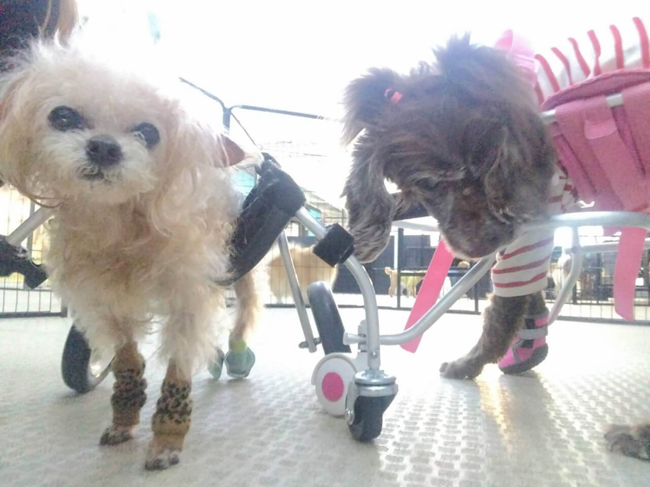 シニアDOGハイム フリータイム