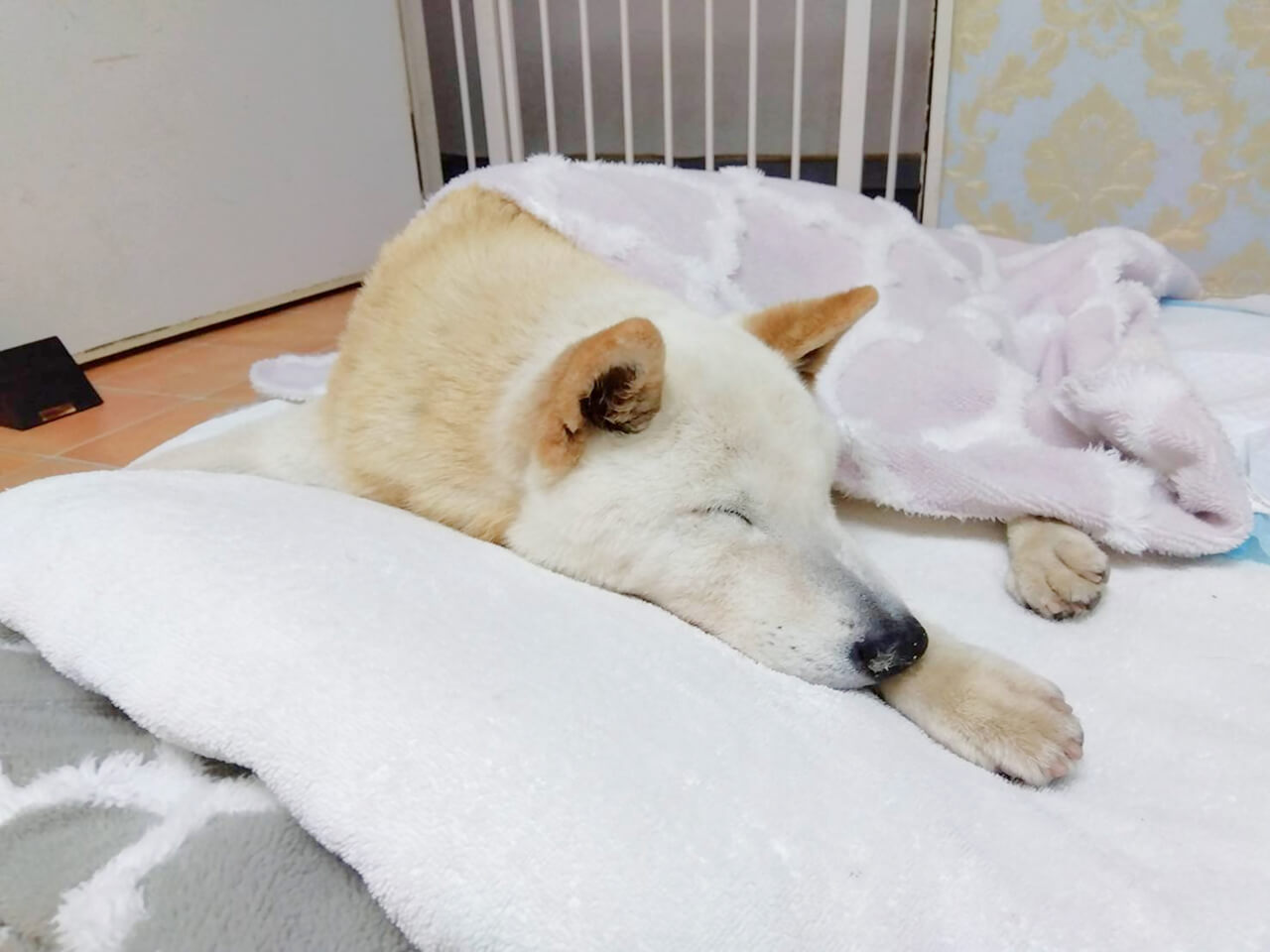 シニアDOGハイム フリータイム