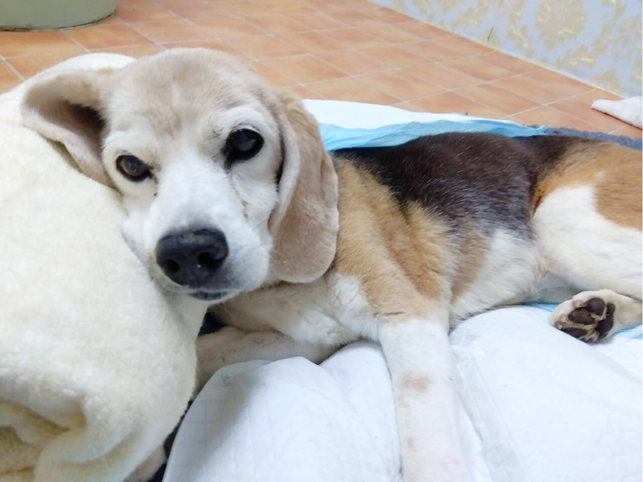 シニアDOGハイム フリータイム