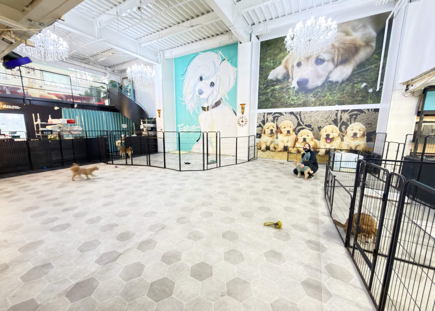 シニアDOGハイム 広大なドッグラン