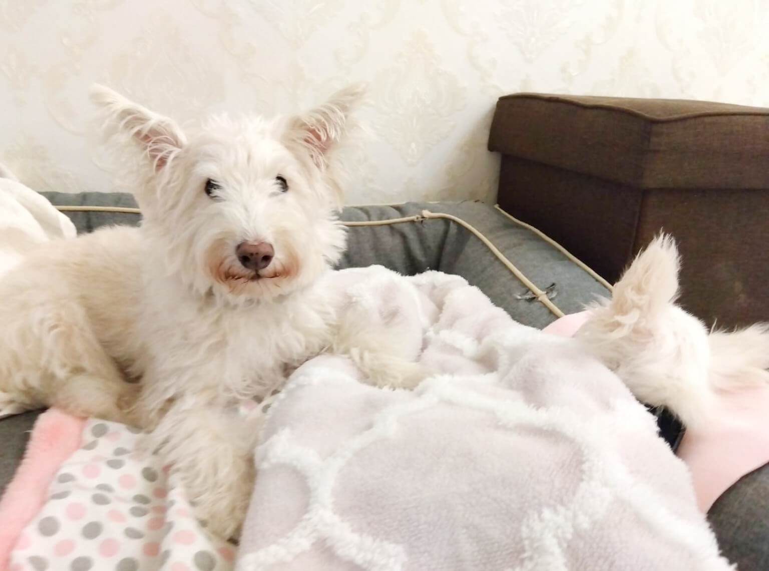 高齢または持病のために、ワクチン接種ができないワンちゃん 20kg超のワンちゃんのお預かりについて