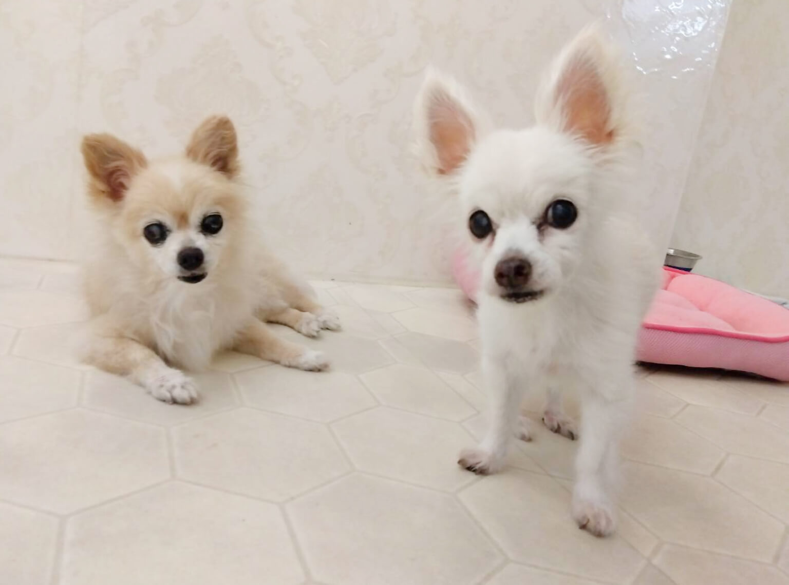 高齢または持病のために、ワクチン接種ができないワンちゃん 20kg超のワンちゃんのお預かりについて