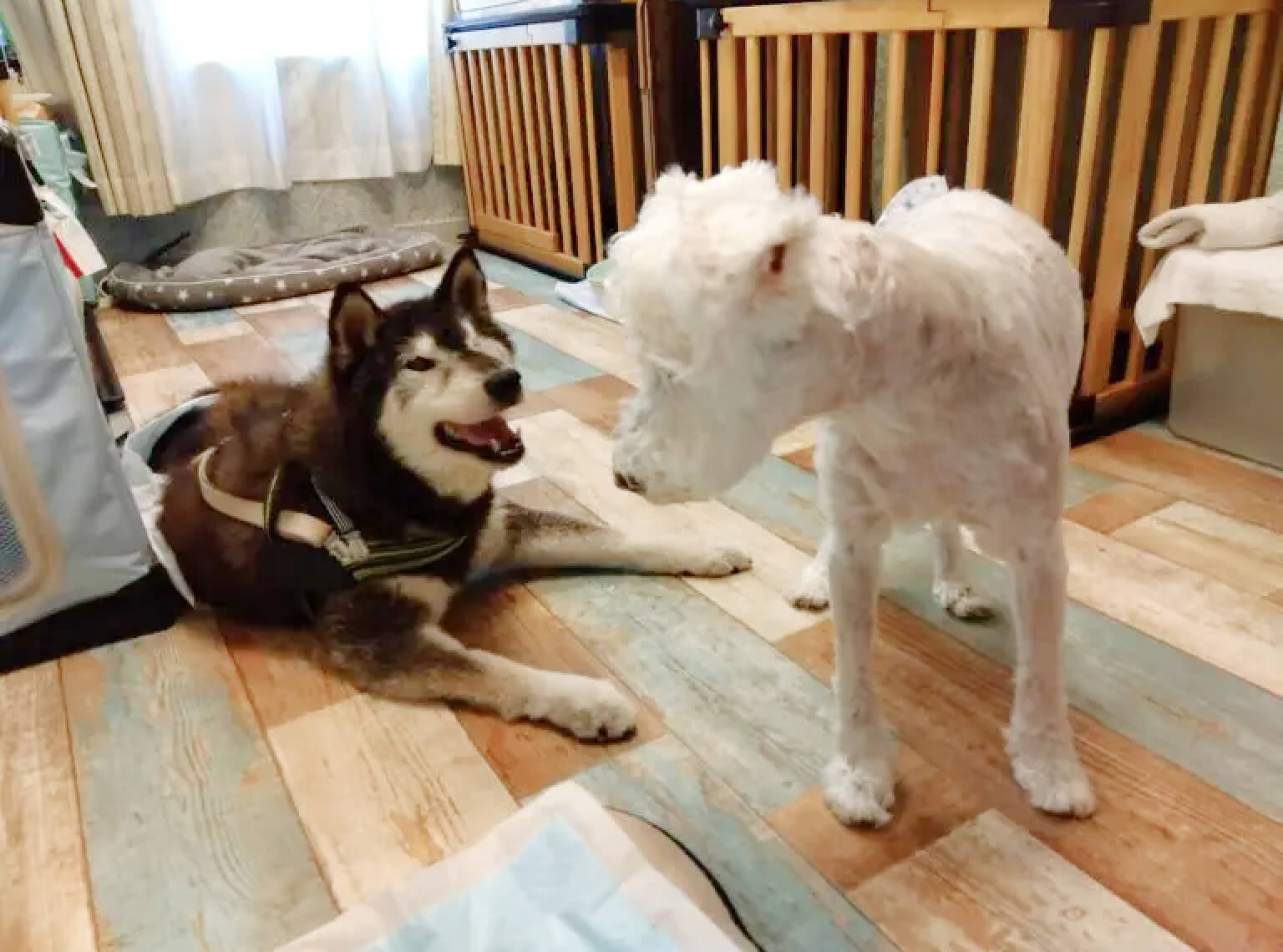 高齢または持病のために、ワクチン接種ができないワンちゃん 20kg超のワンちゃんのお預かりについて