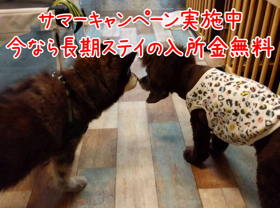 シニアDOGハイム | 東京・老犬総合施設・都内最大