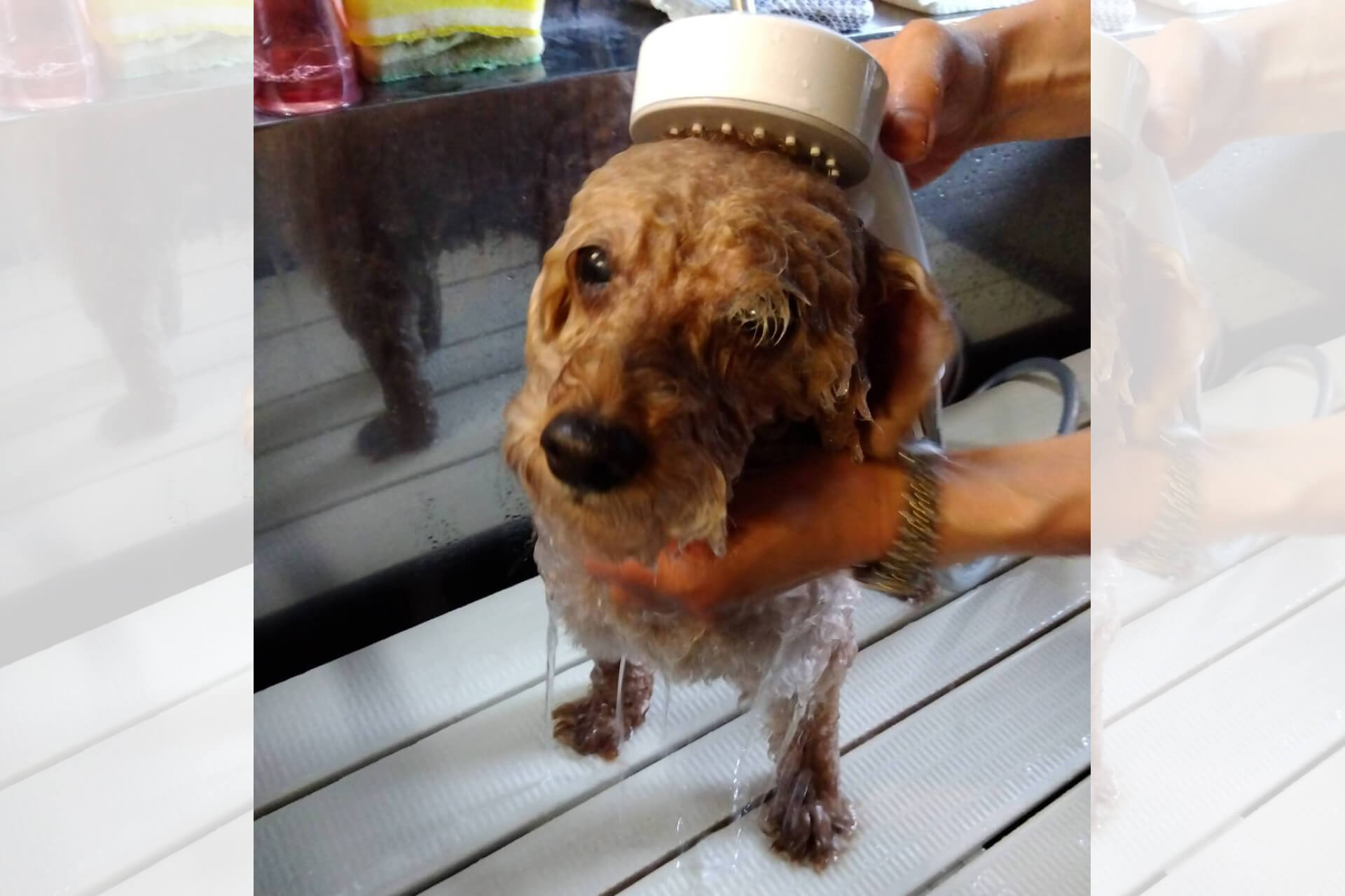 シニアDOGハイム デイケア