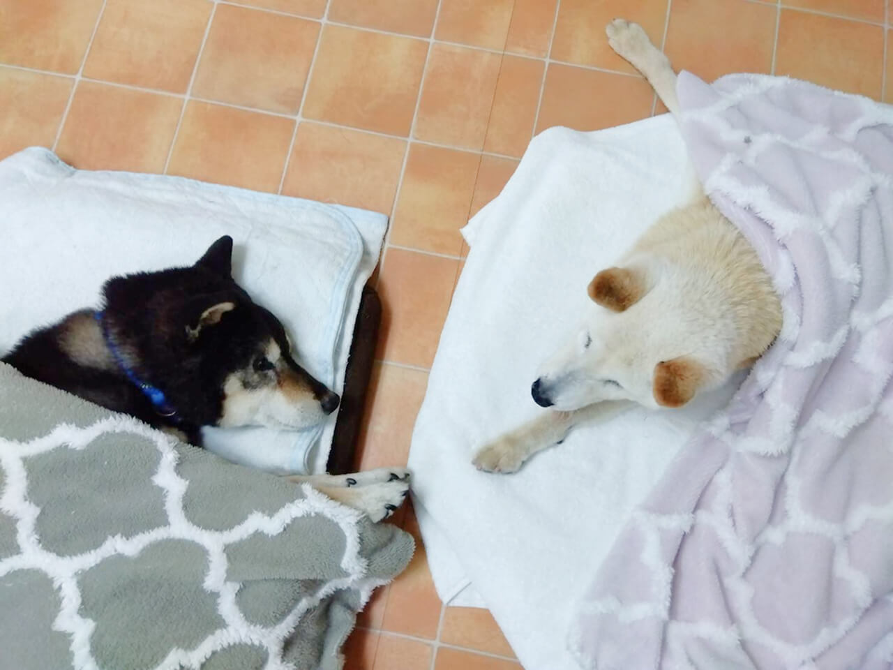 シニア犬のための施設