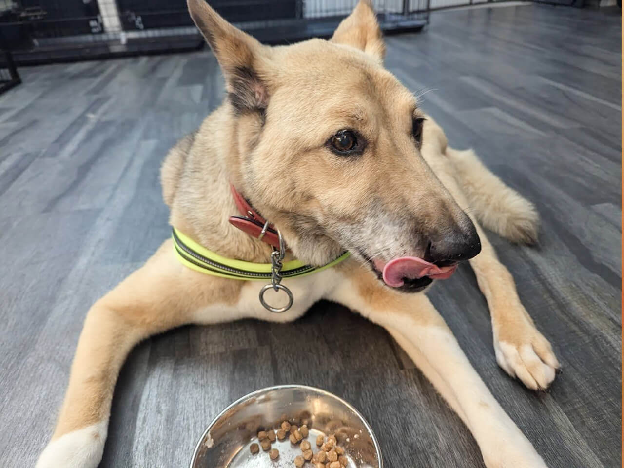 シニアDOGハイム ごはんを食べるワンちゃん