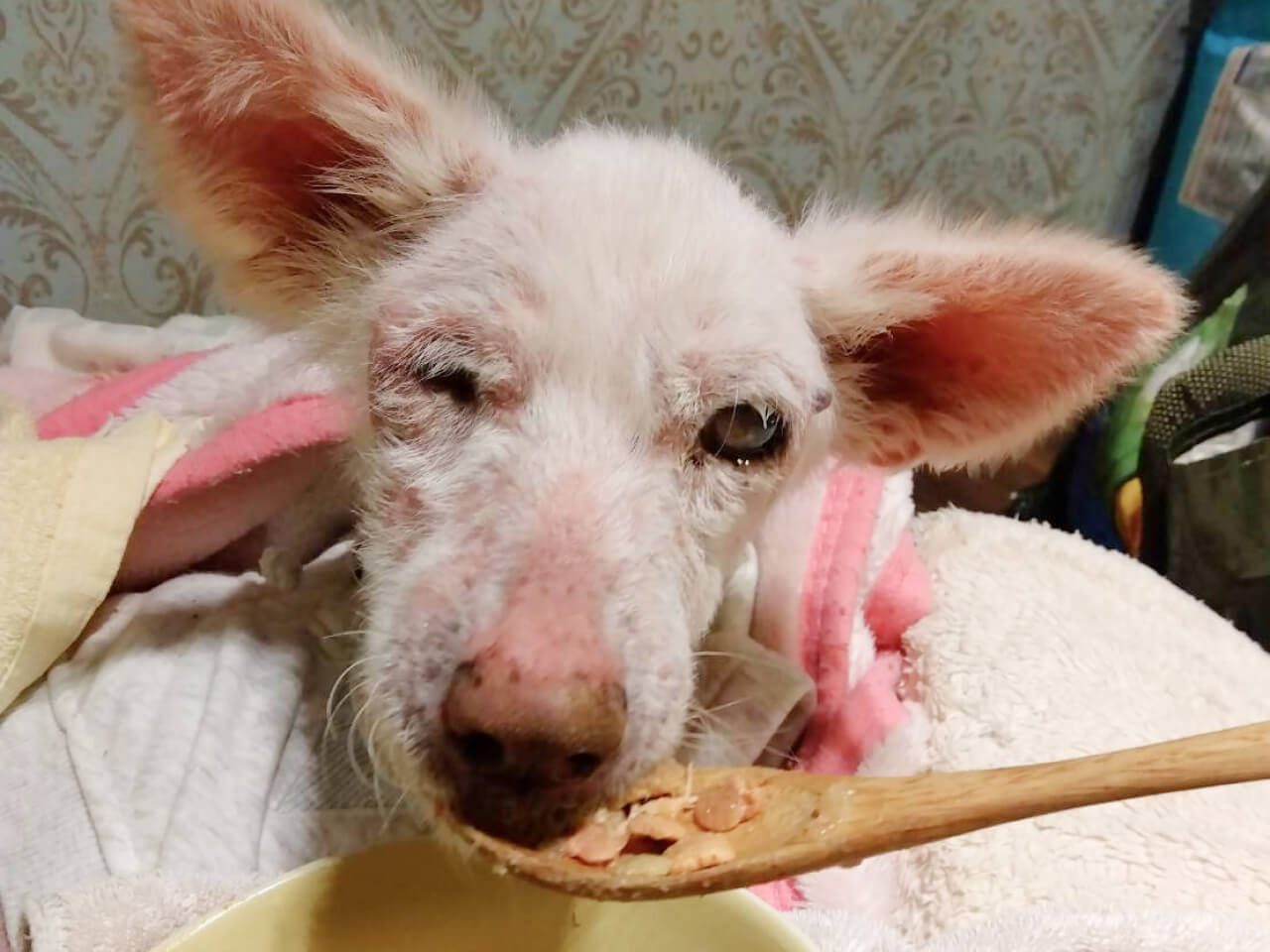 シニアDOGハイム ごはんを食べるワンちゃん