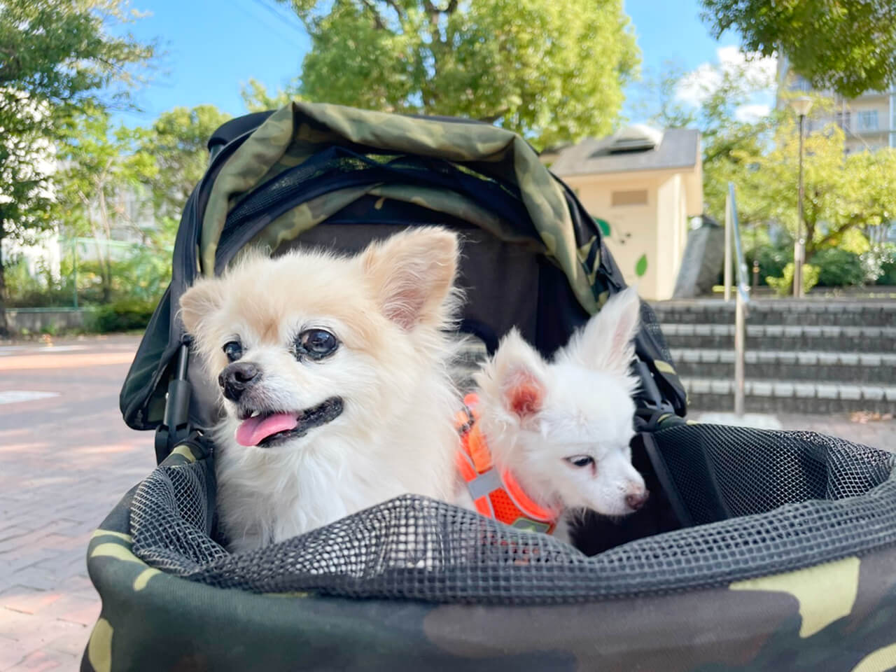 朝のおさんぽ 気持ちいい顔をしているワンちゃん