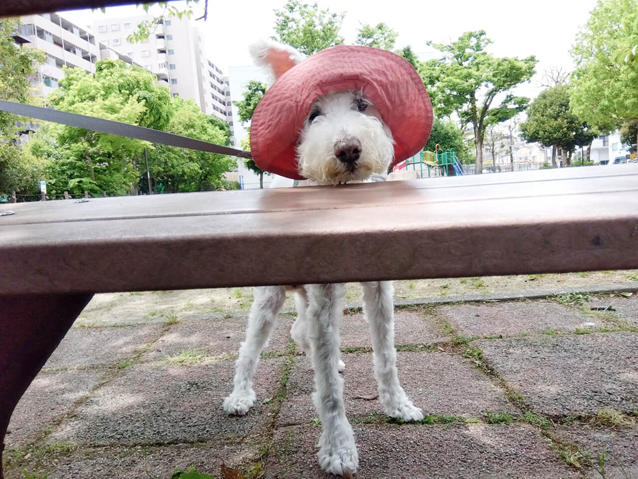 朝のおさんぽ 楽しそうなワンちゃん