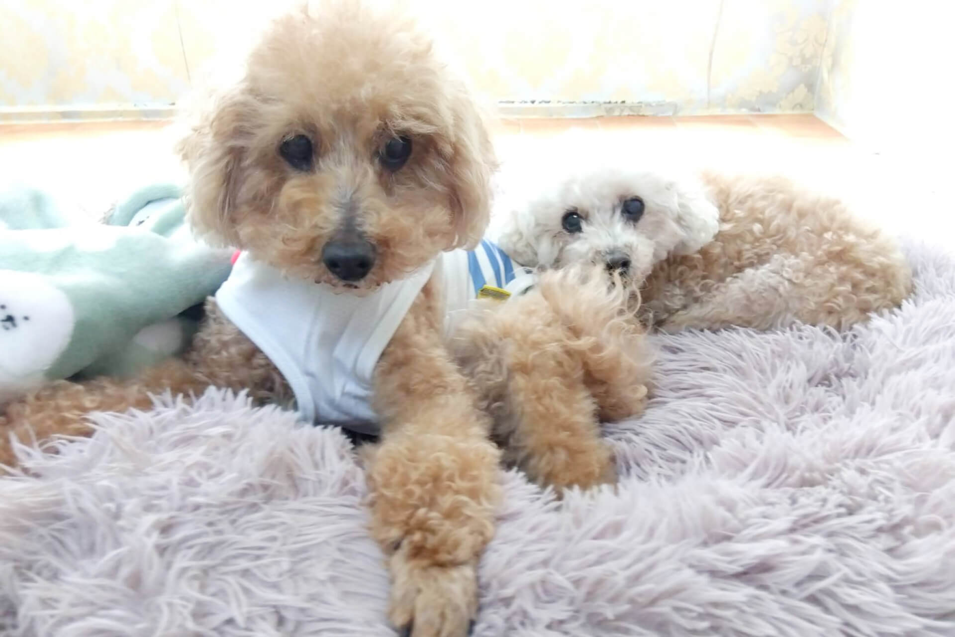 シニアDOGハイム 短期ステイ