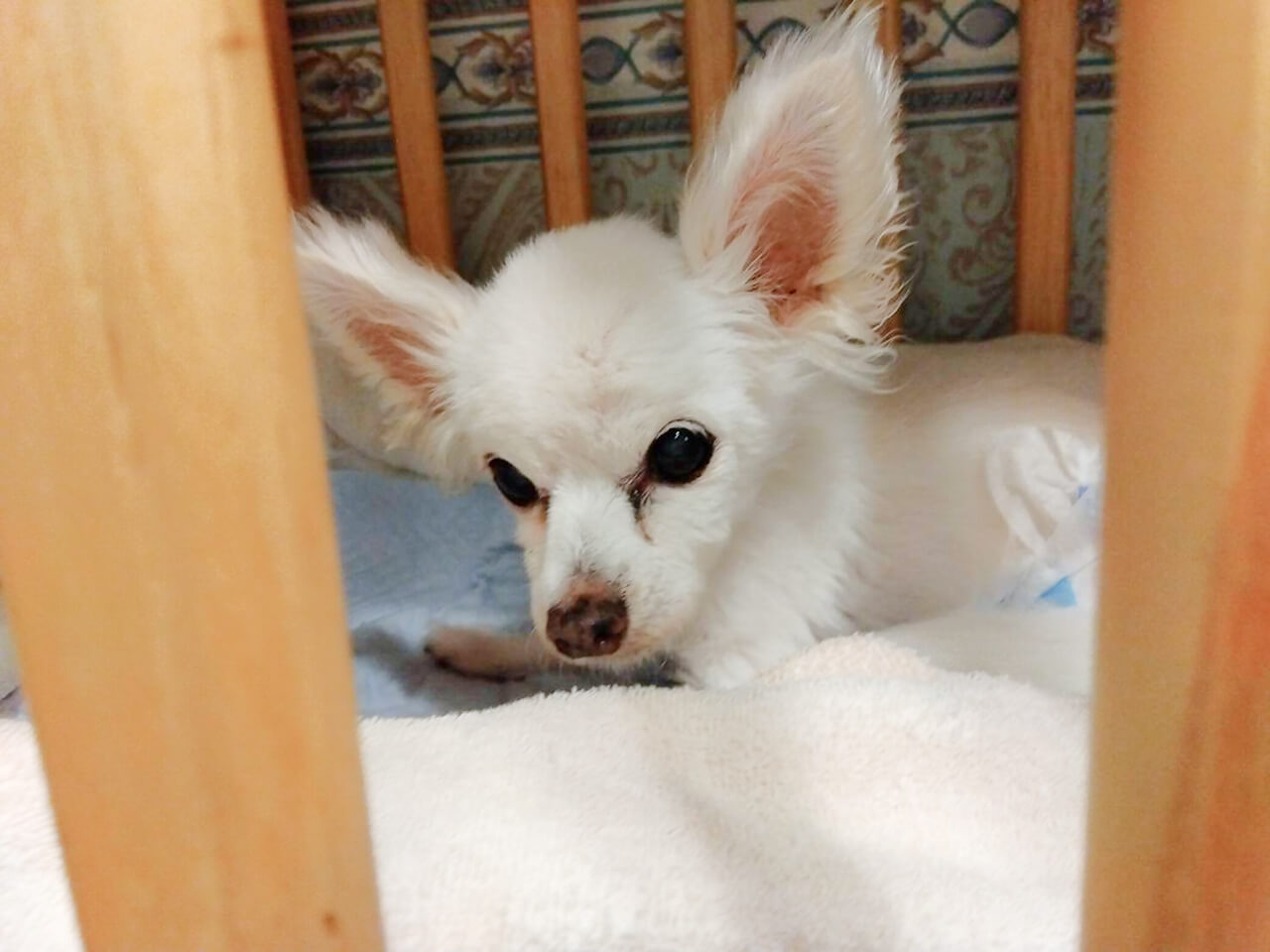 シニアDOGハイム 就寝の準備