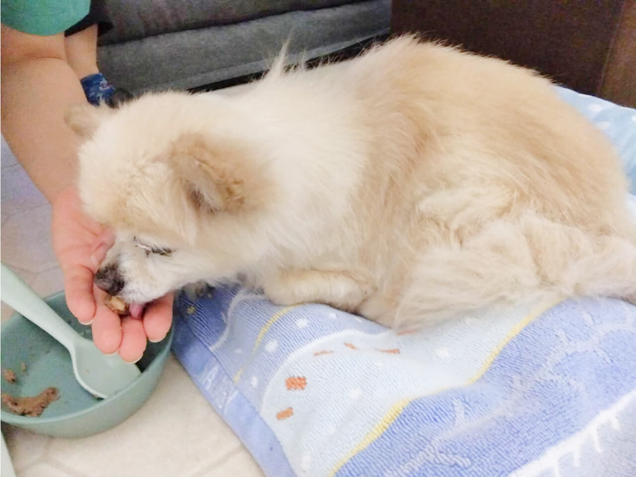 シニアDOGハイム ご飯の時間