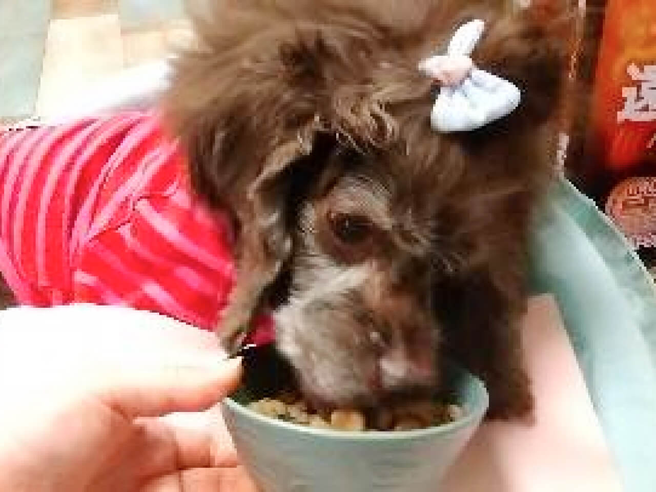 シニアDOGハイム ご飯の時間