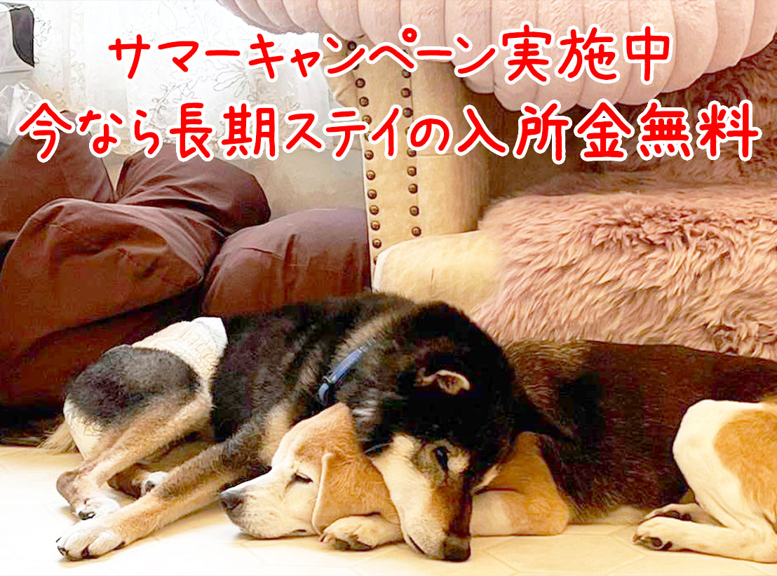 老犬 ペティオ zuttone 老犬介護用 床ずれ予防ベッド 大型犬用 犬