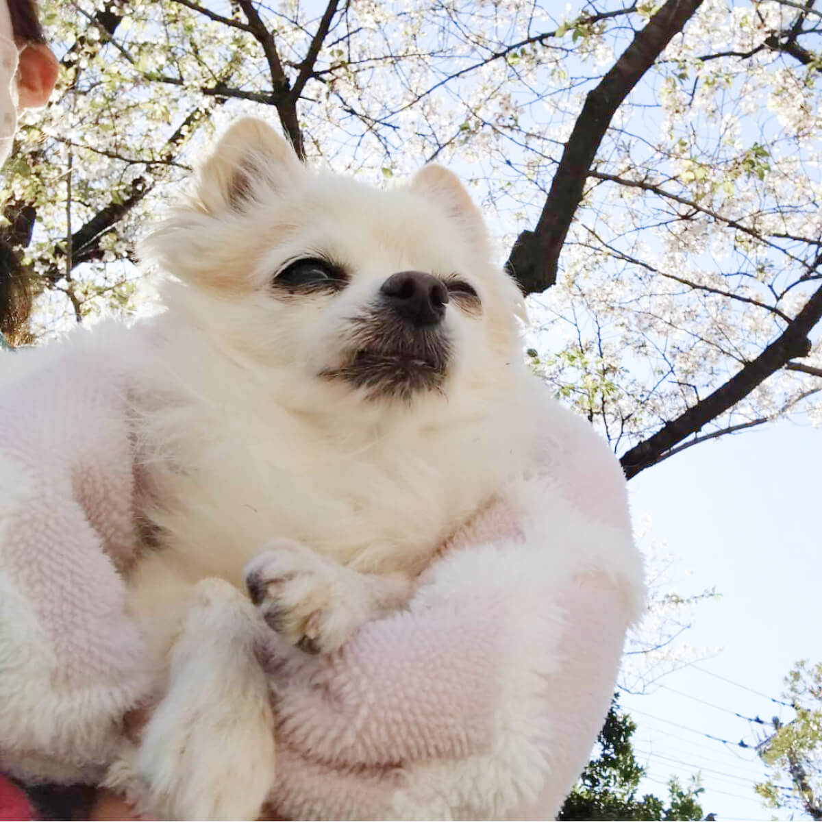 シニアDOGハイム 高齢ワンちゃん