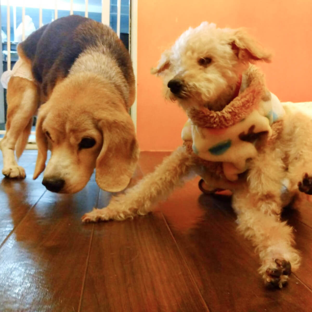 シニアDOGハイム 高齢ワンちゃん