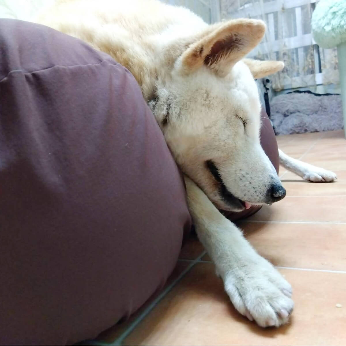 シニアDOGハイム 高齢ワンちゃん