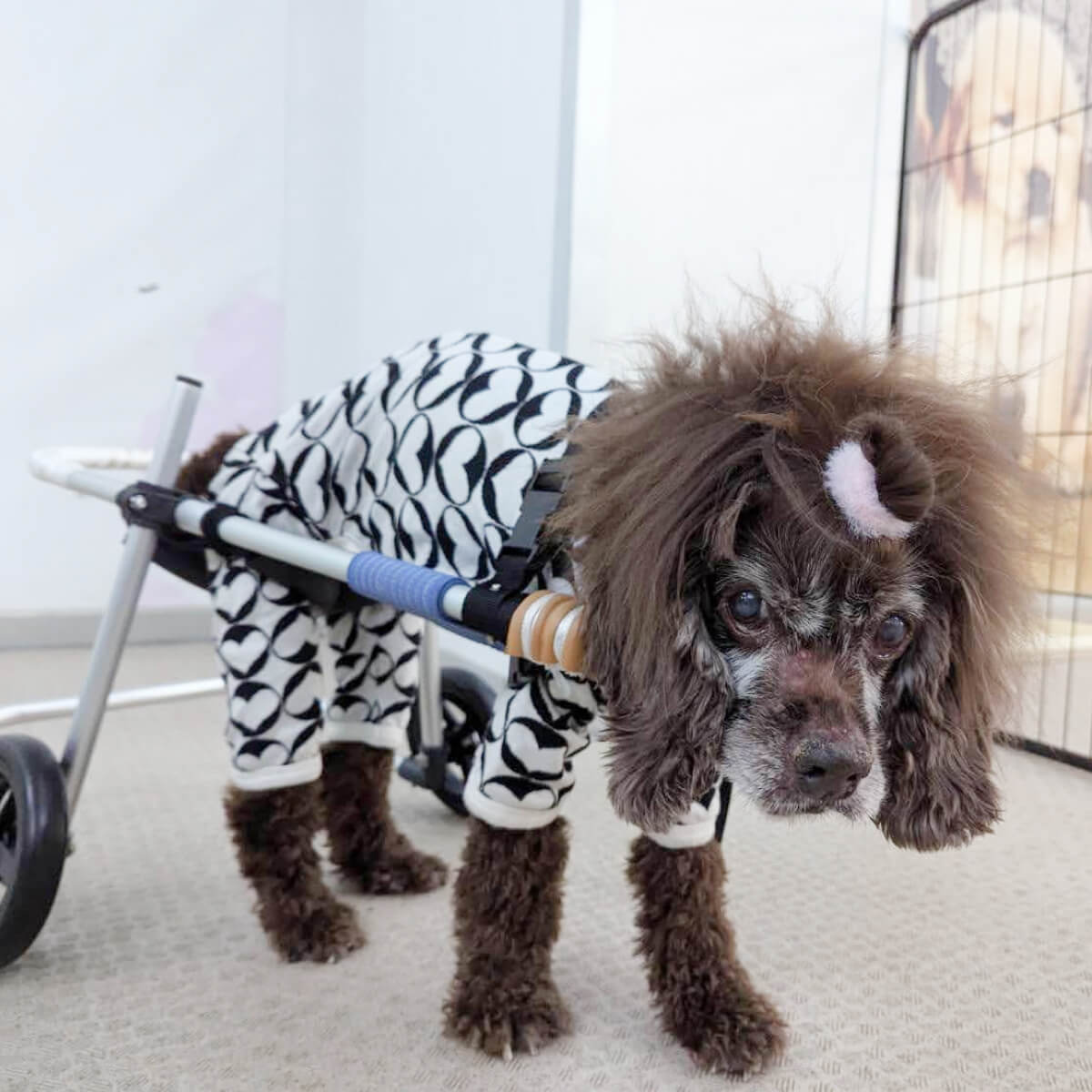 シニアDOGハイム 高齢ワンちゃん